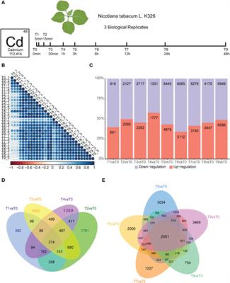 Temporal transcriptome analysis reveals several key pathways involve in cadmium stress response in Nicotiana tabacum L.